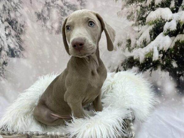 Weimaraner-DOG-Male-Silver Gray-8057-Petland Monroeville, PA