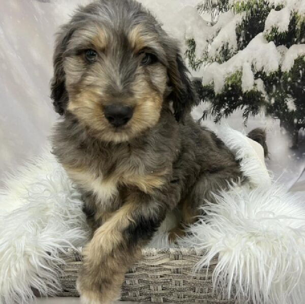 Aussiedoodle-DOG-Male-Blue Merle-8073-Petland Monroeville, PA