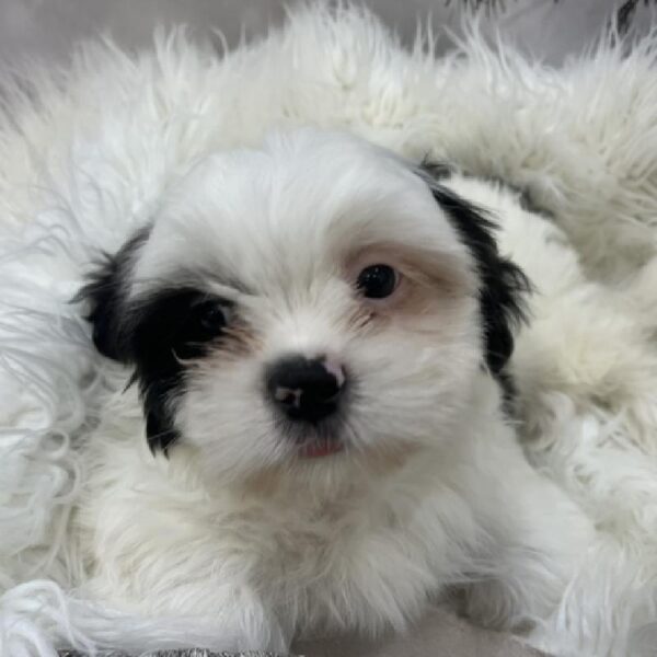 Teddy Bear-DOG-Male-Black / White-8074-Petland Monroeville, PA