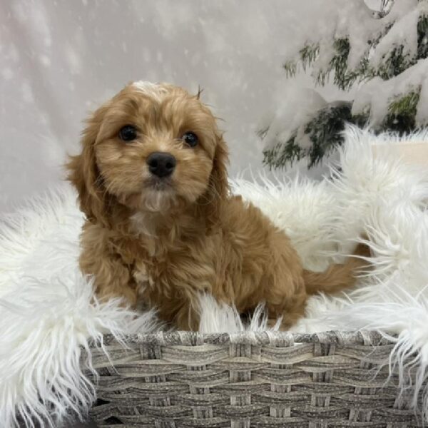 Cavapoo-DOG-Female-Apricot-8078-Petland Monroeville, PA