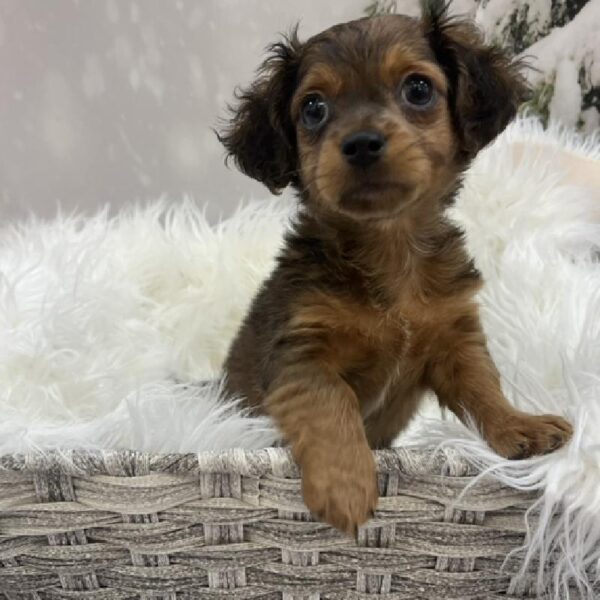 Chiweenie-DOG-Male-Wild Boar-8075-Petland Monroeville, PA