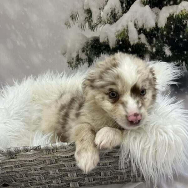Miniature Australian Shepherd-DOG-Female-Red Merle-8076-Petland Monroeville, PA