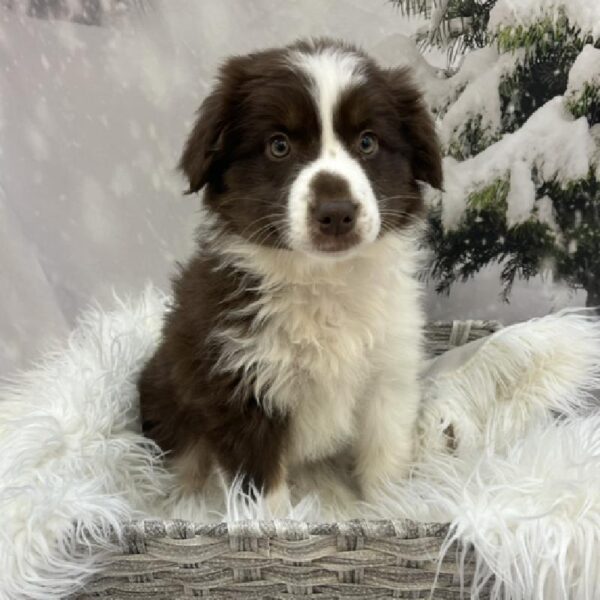 Australian Shepherd-DOG-Female-Red / White-8077-Petland Monroeville, PA