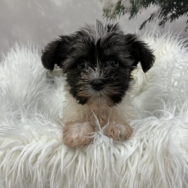 Havanese-DOG-Male-Black / White-8088-Petland Monroeville, PA