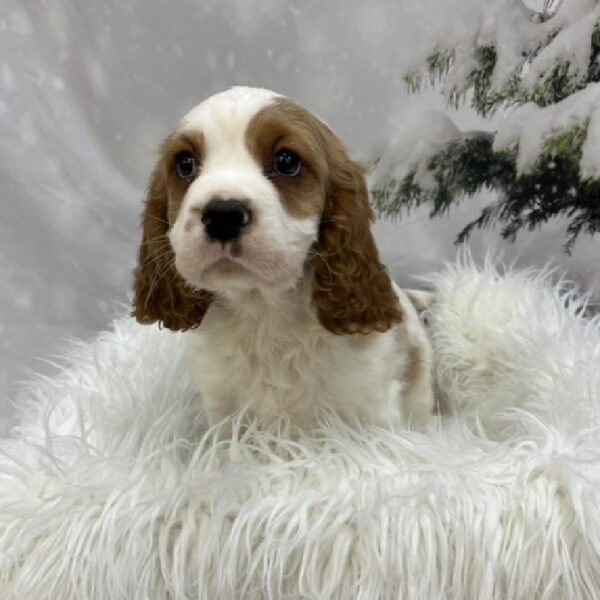 Cavalier King Charles Spaniel-DOG-Male-Blenheim-8089-Petland Monroeville, PA