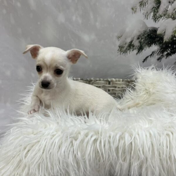 Chihuahua-DOG-Male-White-8091-Petland Monroeville, PA