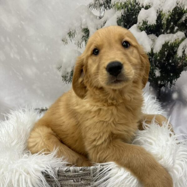 Golden Retriever-DOG-Female-Golden-8092-Petland Monroeville, PA