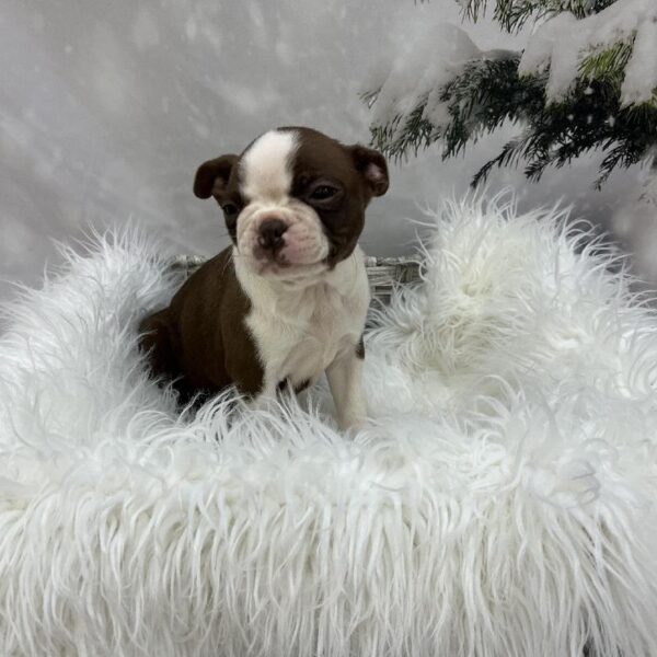 Boston Terrier-DOG-Female-Seal / White-8093-Petland Monroeville, PA