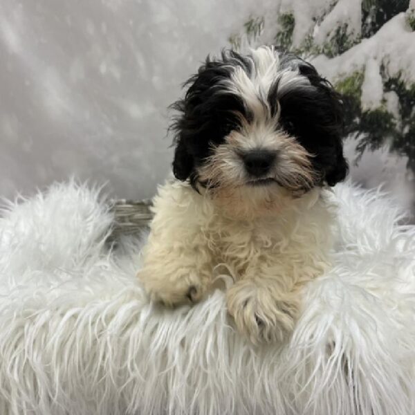 Teddy Bear-DOG-Male-Black / White-8094-Petland Monroeville, PA