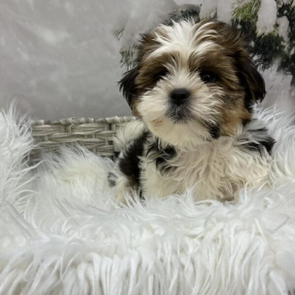 Shorkie-DOG-Male-Brown / White-8095-Petland Monroeville, PA