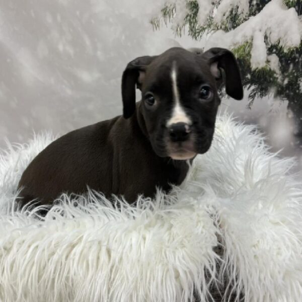 Boxer-DOG-Female-Black / White-8096-Petland Monroeville, PA