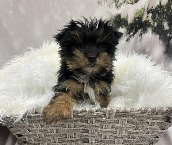 Yorkie-DOG-Male-Black and Tan-8119-Petland Monroeville, PA
