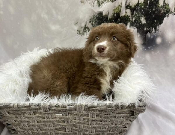 Australian Shepherd-DOG-Male-Red-8114-Petland Monroeville, PA