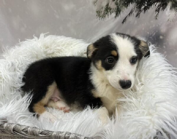 Auggie-DOG-Male-Black Rust and White-8113-Petland Monroeville, PA