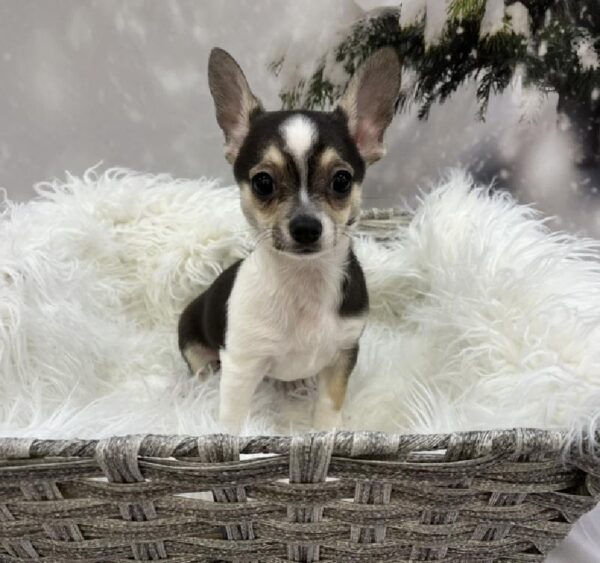 Chihuahua-DOG-Female-Black and Tan-8118-Petland Monroeville, PA