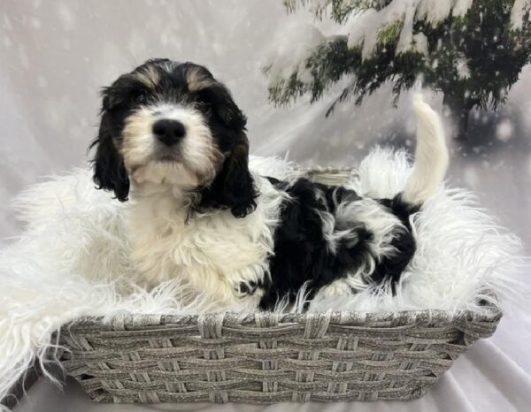 Cavachon-DOG-Male-Black and White-8116-Petland Monroeville, PA
