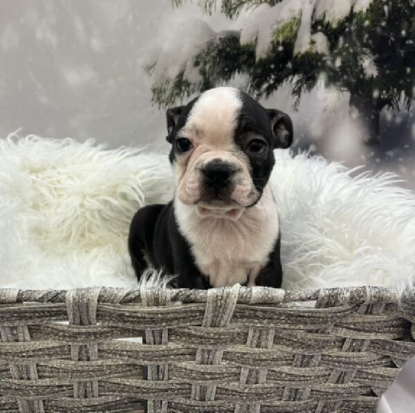 Boston Terrier-DOG-Female-Black and White-8115-Petland Monroeville, PA