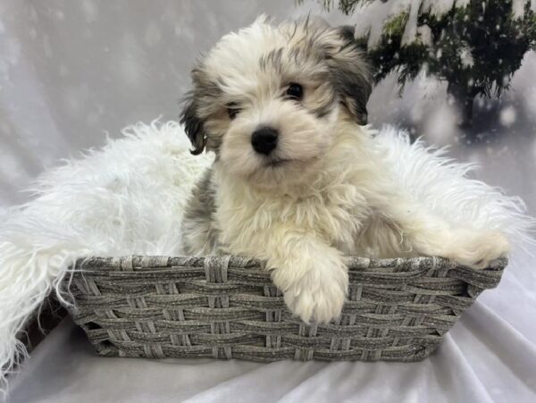 Havanese-DOG-Male-Silver Sable-8112-Petland Monroeville, PA