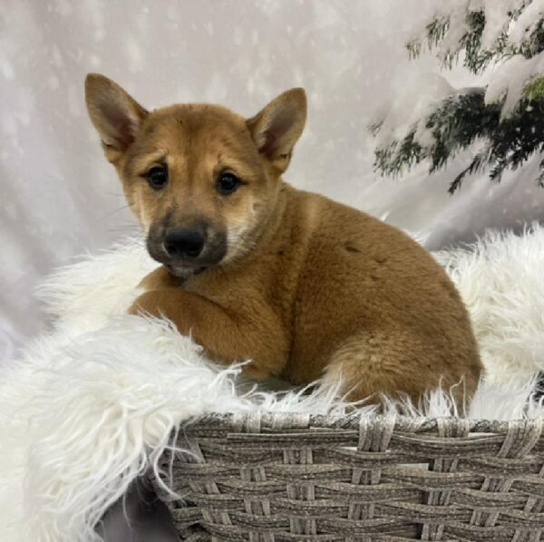 Shiba Inu-DOG-Male-Red-8120-Petland Monroeville, PA