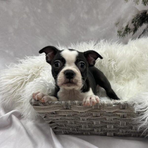 Boston Terrier-DOG-Female-Black / White-8123-Petland Monroeville, PA