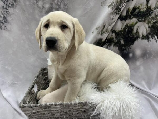 Labrador Retriever-DOG-Male-Yellow-8122-Petland Monroeville, PA