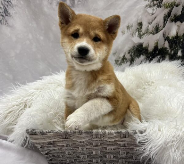 Shiba Inu-DOG-Female-Red Sesame-8121-Petland Monroeville, PA