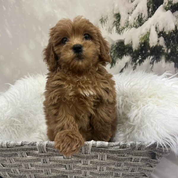 Mini Goldendoodle 2nd Gen.-DOG-Female-Red-8128-Petland Monroeville, PA