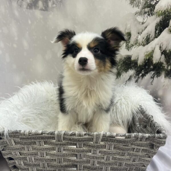 Australian Shepherd-DOG-Male-Black-8129-Petland Monroeville, PA