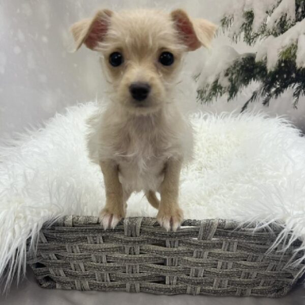 Poodle/Chihuahua-DOG-Female-Cream-8134-Petland Monroeville, PA