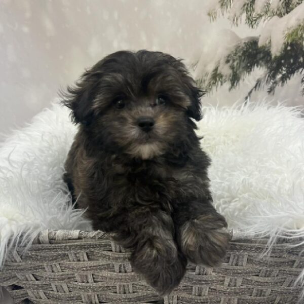 ShizaPoo-DOG-Female-Brindle-8133-Petland Monroeville, PA