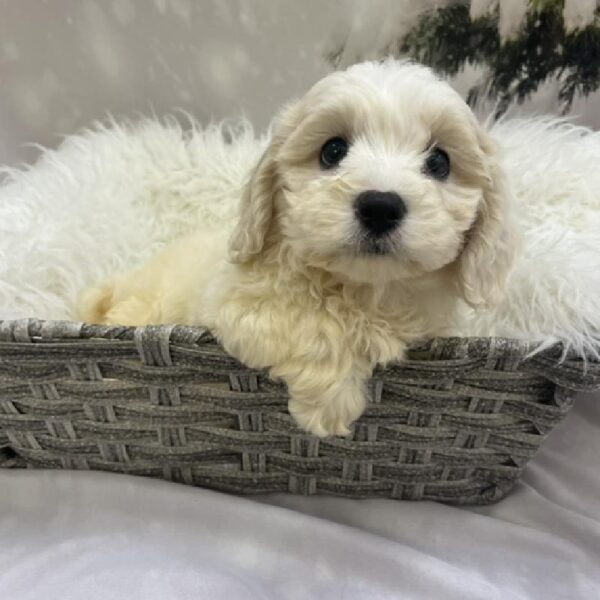 Bichon- Poo-DOG-Female-Cream-8130-Petland Monroeville, PA