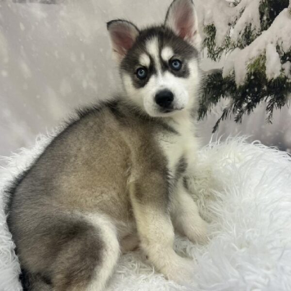 Siberian Husky-DOG-Female-Sable / White-8131-Petland Monroeville, PA