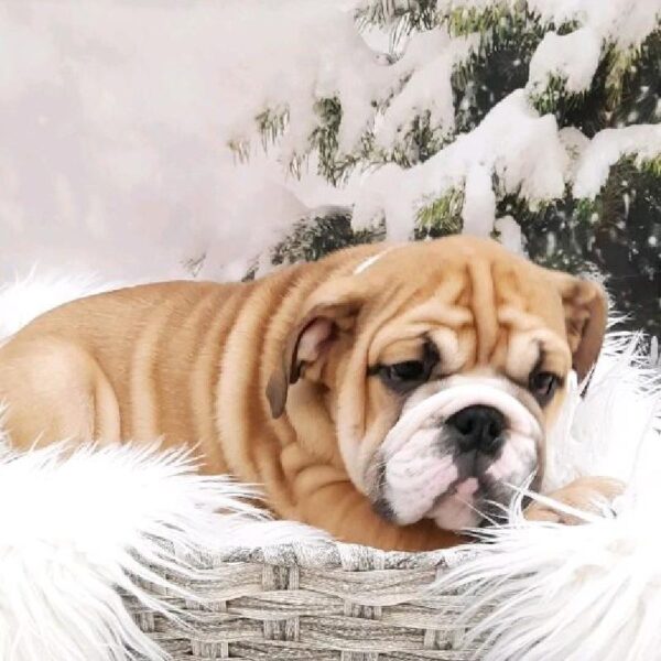 English Bulldog-DOG-Male-Red and White-8146-Petland Monroeville, PA