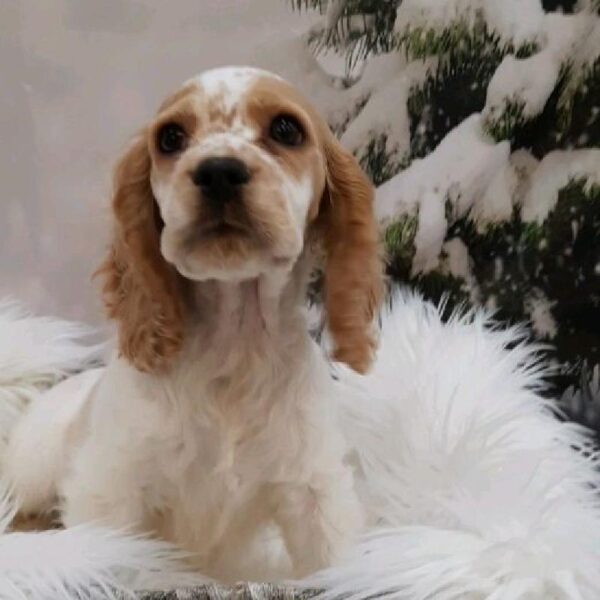 Cocker Spaniel-DOG-Male-Buff and White-8143-Petland Monroeville, PA