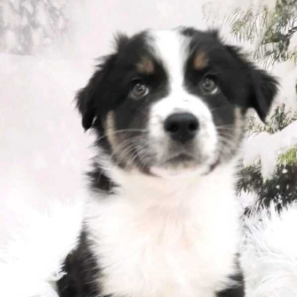 Australian Shepherd-DOG-Female-Black and White-8141-Petland Monroeville, PA