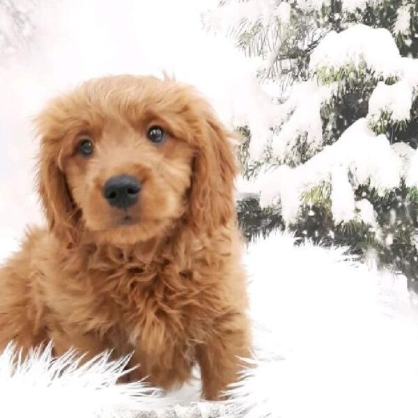 Mini Goldendoodle-DOG-Male-Red-8147-Petland Monroeville, PA