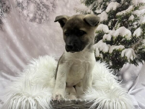 Akita-DOG-Female-Fawn / White-8162-Petland Monroeville, PA