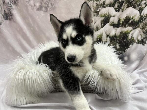 Siberian Husky-DOG-Male-Black / White-8160-Petland Monroeville, PA