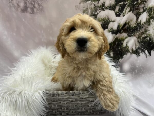 Mini Goldendoodle-DOG-Male-Golden-8158-Petland Monroeville, PA