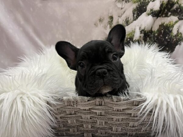 French Bulldog-DOG-Male-Black / White-8159-Petland Monroeville, PA