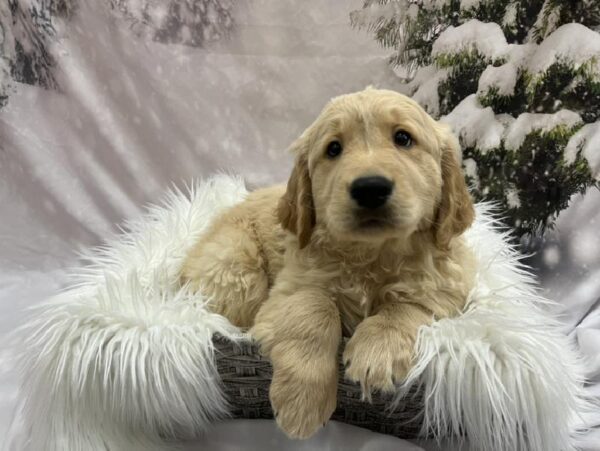 Golden Retriever-DOG-Male-Golden-8157-Petland Monroeville, PA