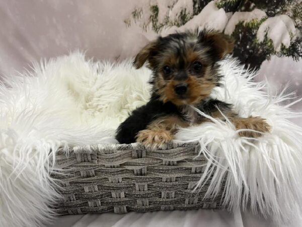Yorkie-DOG-Female-Black / Tan-8156-Petland Monroeville, PA