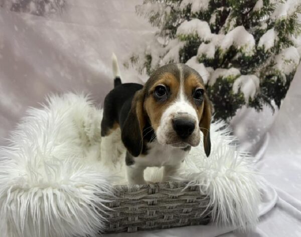 Beagle-DOG-Male-Black Tan / White-8155-Petland Monroeville, PA