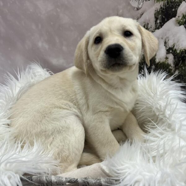 Labrador Retriever-DOG-Female-Yellow-8154-Petland Monroeville, PA