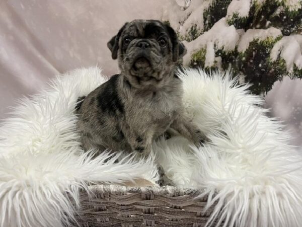 Pug-DOG-Female-Blue Merle-8161-Petland Monroeville, PA