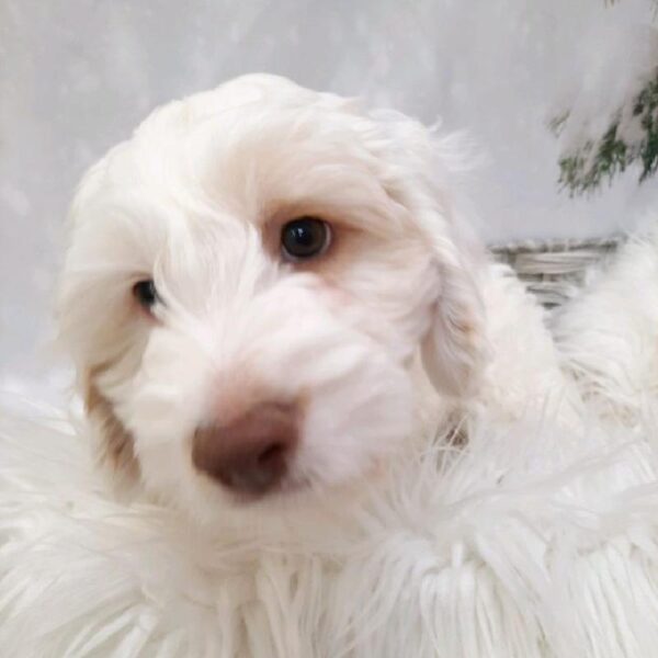 Cockapoo-DOG-Male-White-8209-Petland Monroeville, PA