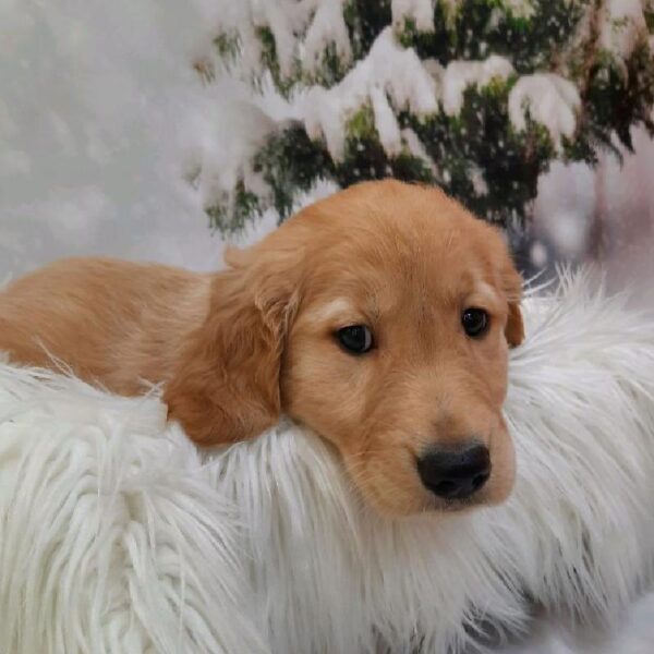 Golden Retriever-DOG-Female-Dark Golden-8206-Petland Monroeville, PA