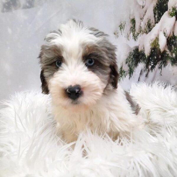 Bernardadoodle-DOG-Female-Blue Merle / White-8200-Petland Monroeville, PA