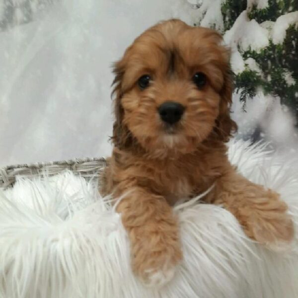 Cavapoo-DOG-Male-Red Sable-8207-Petland Monroeville, PA