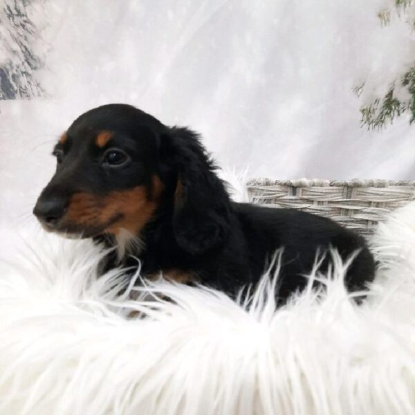 Dachshund-DOG-Male-Black / Tan-8201-Petland Monroeville, PA